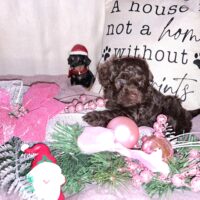 Bollipoo Welpen ( Bolonka Zwetna+ Pudel) suchen ein neues Zuhause