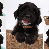 Tibet-Doodle-Welpe aus familiärer Vereinszucht (mit Papiere), ab sofort auszugsbereit