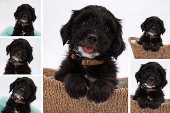 Tibet-Doodle-Welpe aus familiärer Vereinszucht (mit Papiere), ab sofort auszugsbereit