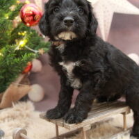 Tibet-Doodle-Welpe aus familiärer Vereinszucht (mit Papiere), ab sofort auszugsbereit