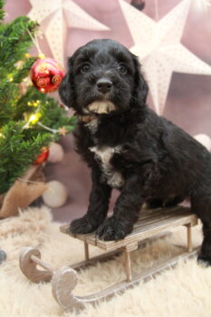 Tibet-Doodle-Welpe aus familiärer Vereinszucht (mit Papiere), ab sofort auszugsbereit