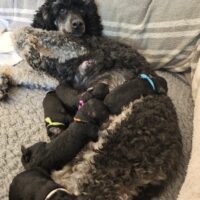 53940 Losheimergraben / Reinrassige Zwergpudelwelpen in black & tan geb. 15.12.2025