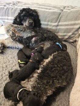 53940 Losheimergraben / Reinrassige Zwergpudelwelpen in black & tan geb. 15.12.2025