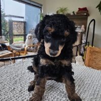 53940 Losheimergraben / Reinrassige Zwergpudelwelpen in black & tan geb. 15.12.2025