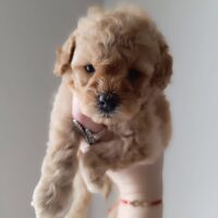 Süße Zwergpudel Welpen