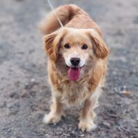 Dagas: Rüde • geb.ca. 2014-2016 • 37cm