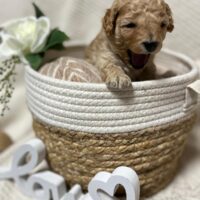 Süße Zwergpudel Welpen