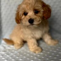 Maltipoo Welpen