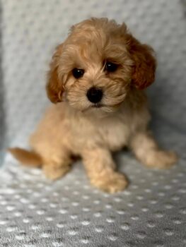 Maltipoo Welpen