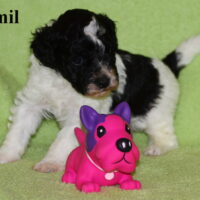 Harlekin Zwergpudel Welpe 10 Wo. alt sucht liebevolles neues Zuhause