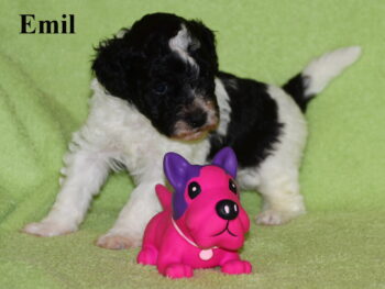 Harlekin Zwergpudel Welpe 10 Wo. alt sucht liebevolles neues Zuhause