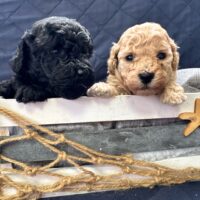 Süße Zwergpudel Welpen