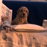 Süße Zwergpudel Welpen