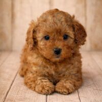 Süße Zwergpudel Welpen