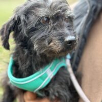 Ich heiße Jimmy bin ein Schnoodle - Schnauzer-Pudel ....