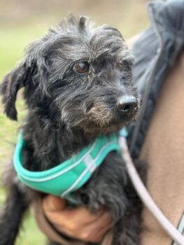 Ich heiße Jimmy bin ein Schnoodle - Schnauzer-Pudel ....