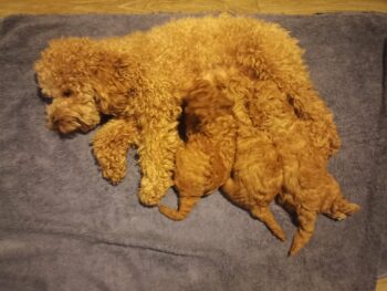 Toypudel Drei Weibchen