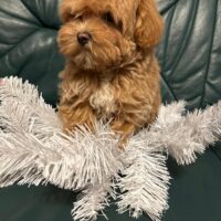 Maltipoo F1 welpen