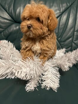 Maltipoo F1 welpen