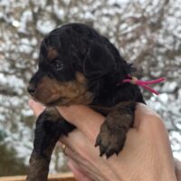 53940 Losheimergraben / Reinrassige Zwergpudelwelpen in black & tan geb. 15.12.2025