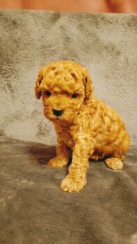 Miniaturansicht für das Anzeigenbild