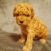 Toypudel Drei Weibchen