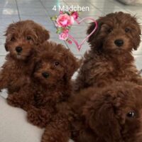 Cavapoo F1welpen