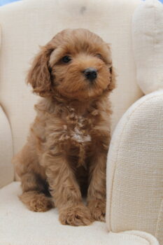 Tibet-Doodle-Welpe F1 aus familiärer Vereinszucht(mit Papiere), Auszug zu Weihnachten