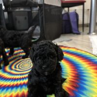 Süße Zwergpudelwelpen zu verkaufen