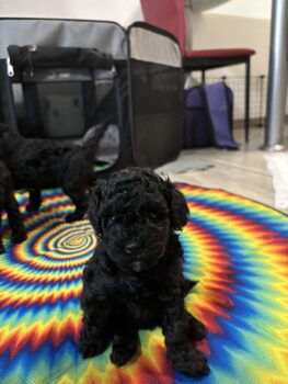 Süße Zwergpudelwelpen zu verkaufen