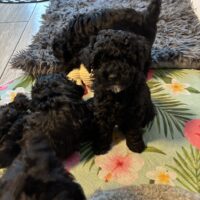 Süße Zwergpudelwelpen zu verkaufen