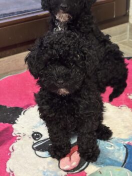 Miniaturansicht für das Anzeigenbild