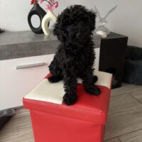 Wundervolles Zwergpudelmädchen sofort abzugeben