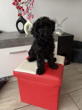 Miniaturansicht für das Anzeigenbild