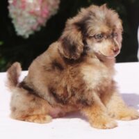 Einzigartiger Zwergpudel Rüde in schoko merle tan