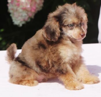 Einzigartiger Zwergpudel Rüde in schoko merle tan