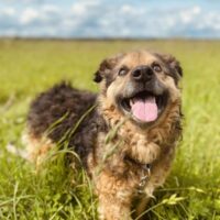 Kudlius: Rüde • geb.ca. 2014-2016 • 40cm