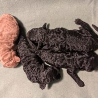 Zwergpudell Welpen in schwarz