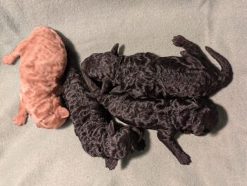 Zwergpudell Welpen in schwarz