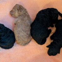 Zwergpudell Welpen in schwarz