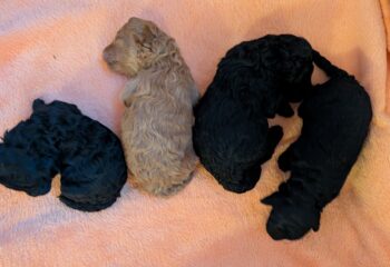 Zwergpudell Welpen mit Ahnentafel