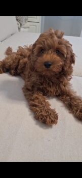 Cavapoo F1welpen