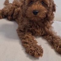 Cavapoo F1welpen
