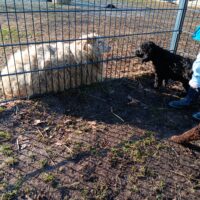 Königspudelwelpe schwarzer Rüde 9 Wochen alt