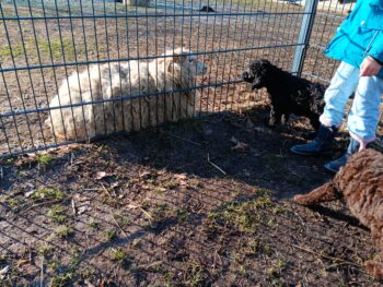 Königspudelwelpe schwarzer Rüde 9 Wochen alt