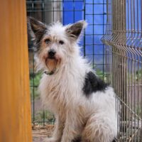 Baltukas: Rüde • geb.ca. 2017-2019 • 55cm Tierheim “Buk Mano Draugas”