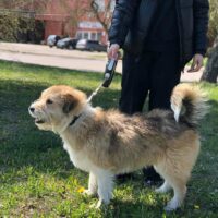 Riko: Rüde • geb.ca. 2018-2020 • 55cm