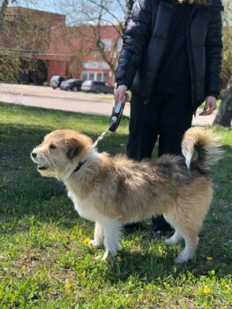 Riko: Rüde • geb.ca. 2018-2020 • 55cm