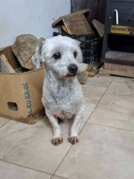 Piko, Rüde, kastriert, geb August 2023, 25 cm