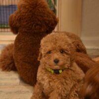 Bezaubernder Toypudel-Welpe (Rüde) in liebevolle Hände abzugeben